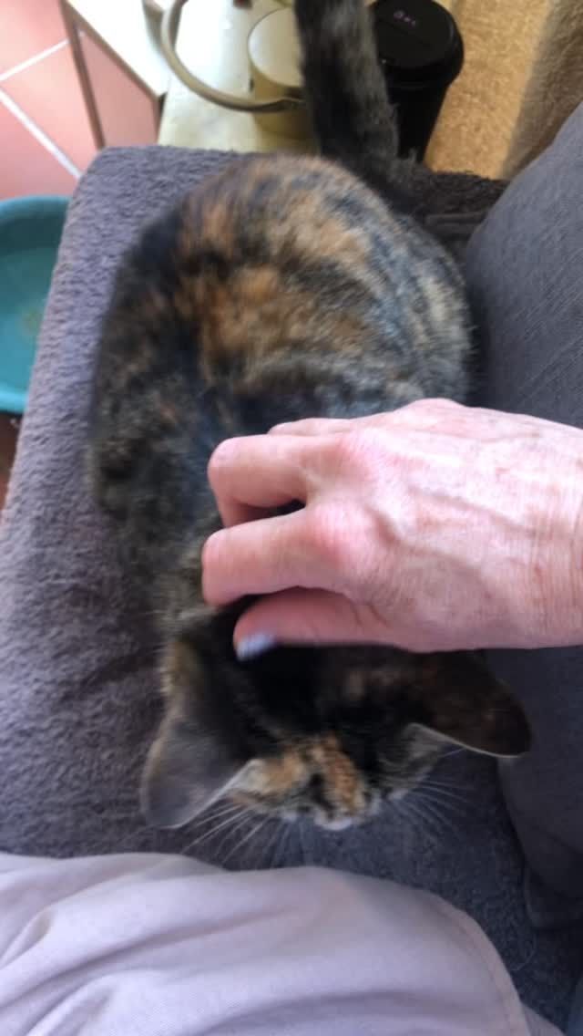 Some of my little fur babies 🤍🐈

#CatLife
#CatLoveDaily
#HomeWithMyCats
#CatCuddles
#FelineFriends
CaturdayVibes
CatMumLife
CozyAtHome
KittyCompanions
CatsOfAustralia