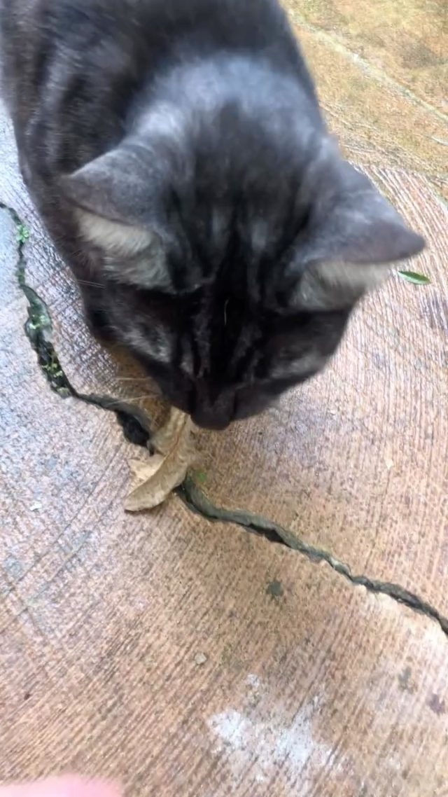 Every day my boy Z, brings me a leaf as a gift. I collect and keep all the really good quality ones. He’s so sweet and has been doing this for 2 years now. Proof love doesn’t need to be grand—just thoughtful. 💚 #catlove #dailygifts #myZ