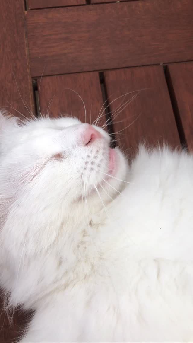 Why are the fluffiest kitties always so spicy?