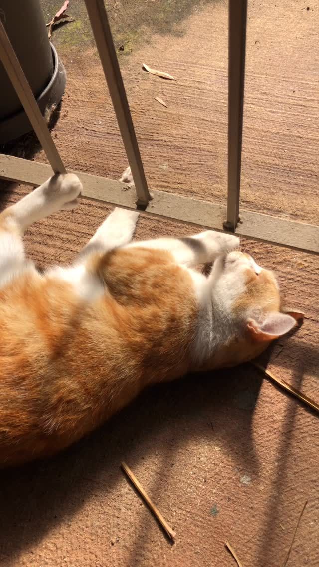 🐱 Prepping the Cats for a Hot Day ☀️

Before the heat really sets in, we start slow and simple.
A little play to burn off energy, fresh food, topped up water bowls — and then they disappear.

Once the sun climbs, it’s all about cool floors, quiet corners and long naps hiding from the heat until the afternoon.
Listening to their rhythm reminds me to slow down too.

Sometimes the best summer lesson is rest. 💤

#MyLifeJournal #CatLife #SummerDays #SlowLiving #LifeWithCats MindfulMoments HeatwaveLiving