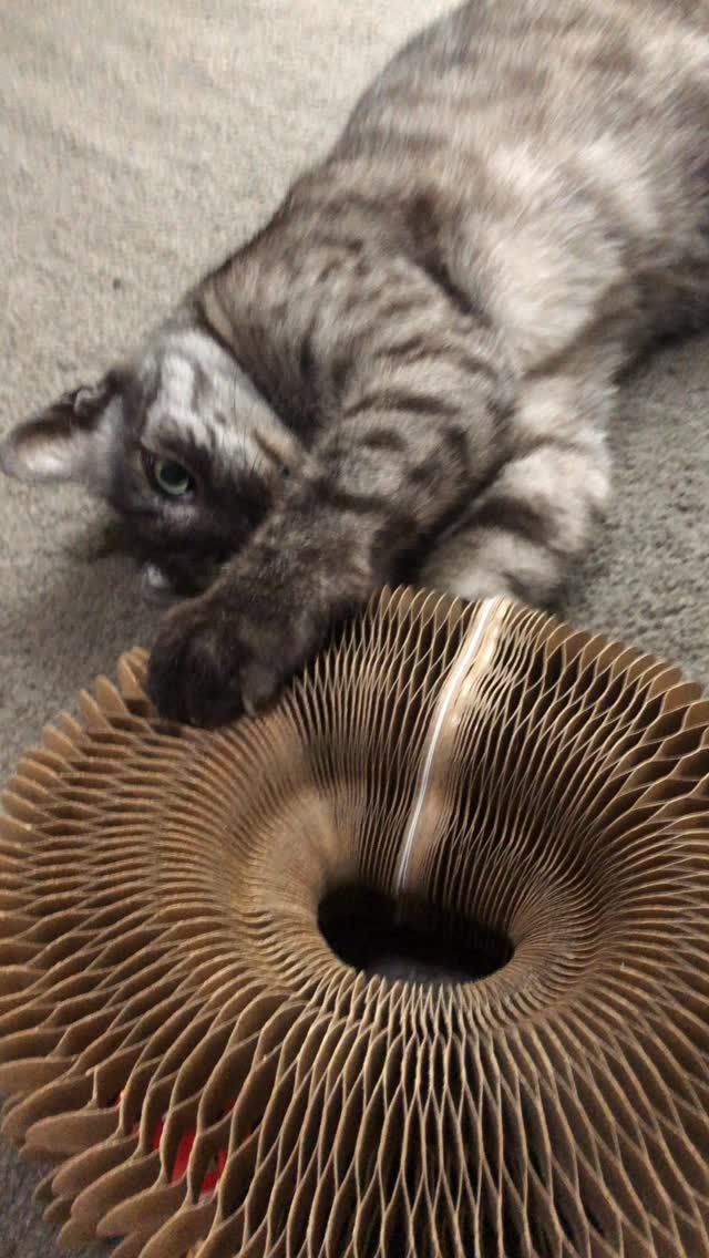 Play time 
#KittyCuddles #azizi #CatLove #chillout #CatLife #CaturdayEveryday #MindfulMoments #FurryFriends #CoolCat #LazyDays