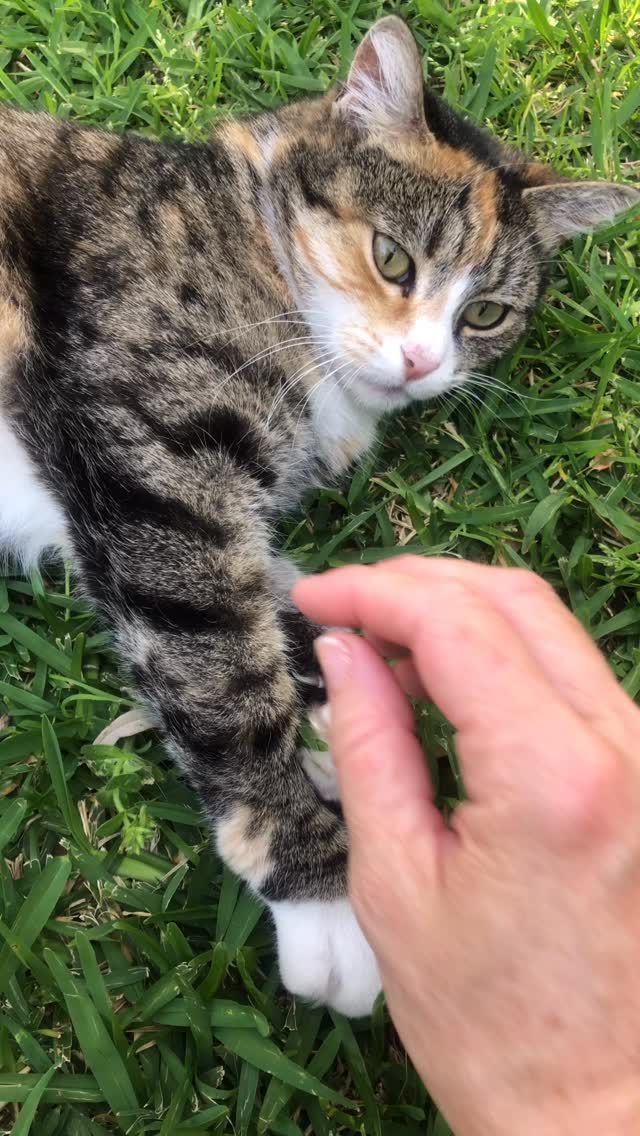 Hot days call for grass rolling, kitty cuddles, and endless pats. Mumma Chino knows exactly how to stay cool — stretched out on the lawn, soaking up the breeze, and reminding me to slow down and enjoy the little things.

#KittyCuddles #MummaChino #CatLove #SummerVibes #CatLife #CaturdayEveryday #MindfulMoments #FurryFriends #CoolCat #LazyDays