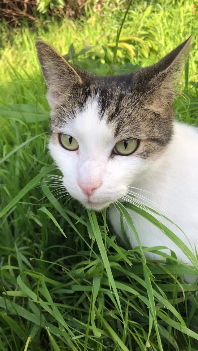 Hi, I’m MG 🐾 — professional tuna enthusiast 🐟, part-time cuddle bug, full-time chatterbox.

I get a little anxious sometimes, but don’t worry… I make up for it with crazy zoomies and nonstop love. 💛

#MyLifeJournal #MeetMG #CatsofInstagram #CrazyCatLife #CuddlyChaos #TunaObsessed