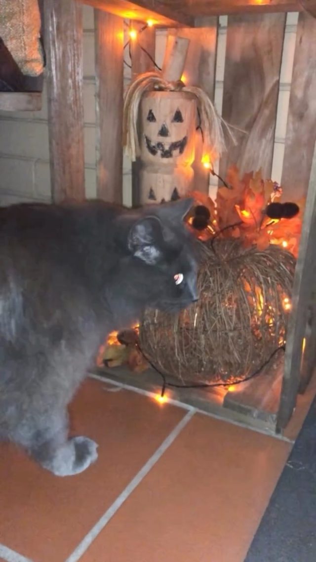 It’s been a while since I’ve done one of these. Normally I go all out with my Halloween decorations, but with Sydney hitting 31 degrees, I just wasn’t feeling super motivated this year. So, I kept things simple and spread a few spooky touches around the house instead. 🎃🕸️ Of course it’s mandatory to spook up the front porch area. And I’m not saying I won’t add to it as the days pass by LOL. But for now, I’m happy with the cute little set up I’ve created. 

How’s your spooky month going? Do you decorate for the season or keep it low-key?

#HalloweenVibes #SydneyLife #SeasonalDecor #SpookySeason #HomeDecor #HalloweenInspo #AussieHalloween